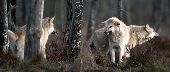 Eurasian wolf, also known as the gray  or grey wolf also known as Timber wolf.  Autumn forest....