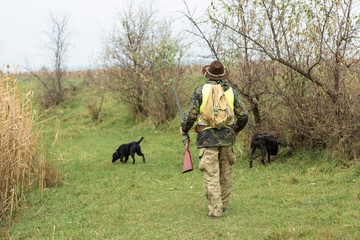 Hunting period, autumn season open. A hunter with a gun in his hands in hunting clothes in the autumn forest in search of a trophy. A man stands with weapons and hunting dogs tracking down the game.