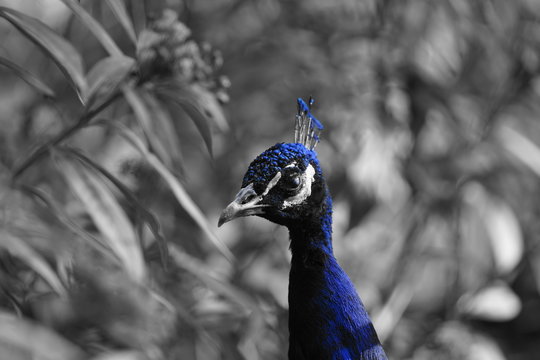 peacock pavo real en parque la paloma benalmadena malaga andalucia espa&ntilde;a