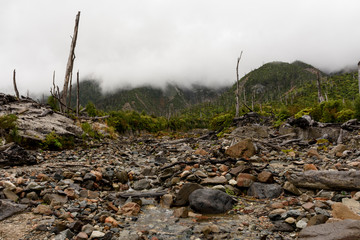 Forest in recovering process after been destroyed by Chaiten's volcano eruption in 2008, Pumalin...