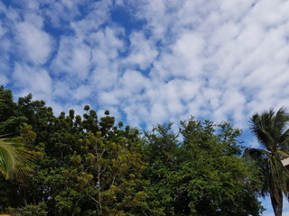 trees and sky