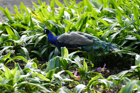 peacock pavo real en parque la paloma benalmadena malaga andalucia espa&ntilde;a