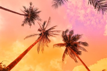 Fototapeta na wymiar Palm trees against a blue and cloudy sky
