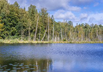 Shore of so called French Lake, part of the nature reserve located in Dylewo Hills Landscape Park...