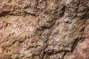 Details of texture of Paleozoic limestone rock in Poland