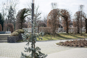 roses park in timisoara in winter