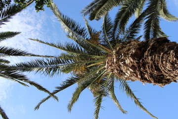 palm tree and blue sky