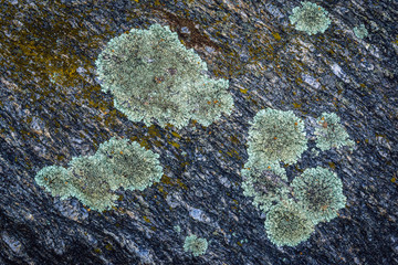 Close up on a green lichen on a rock in Landscape Park of Dylewo Hills in Poland