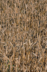 A beautiful field of ripe wheat before harvest.