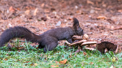Eichhörnchen beim Nüsse sammeln
