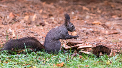 Eichhörnchen beim Nüsse sammeln