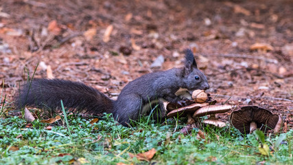 Fototapeta premium Eichhörnchen beim Nüsse sammeln