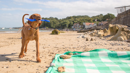 Fototapeta na wymiar Vizsla puppy playing on the beach
