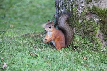 Naklejka na ściany i meble A young reddish brown squirrel with a bushy tail under a tree