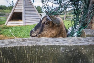 Goat in enclosure in Glaznoty, small village in Masuria region of Poland