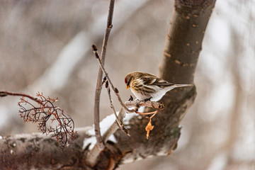 Common Redpoll