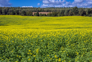 Rapeseed field on the border of Ilawa and Ostroda Counties in Poland