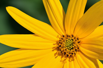 Fototapeta premium キクイモの花