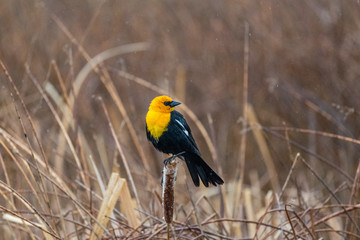 Yellow Winged Blackbird