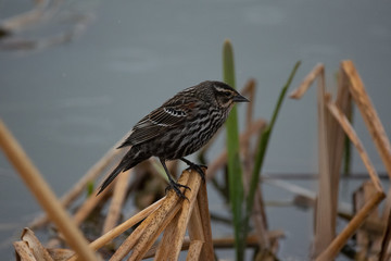 Yellow Winged Blackbird