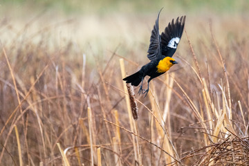 Yellow Winged Blackbird