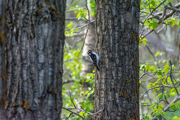 Downy Woodpecker