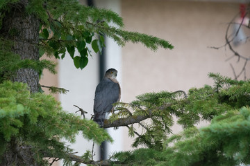 Sharp Shinned Hawk