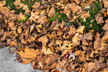 Leaves on the Floor