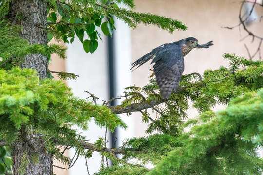 Sharp Shinned Hawk