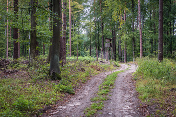 Unpaved road in Brodnica Landscape Park in the area of Brodnica Lakeland in Poland