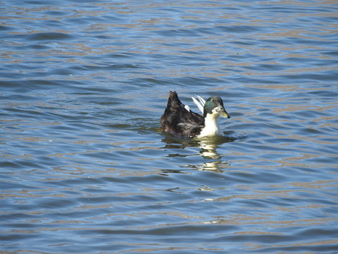 Duclair duck spending their day on the water, Sierra Nevada Mountains, Lake Isabella, California.