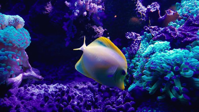 Yellow Reef Fish moving in a fluorescent light