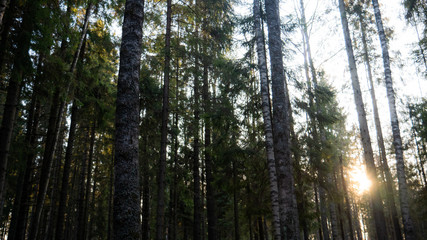  Natural forest of spruce and deciduous forest.