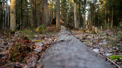  Felling Natural forest of spruce and deciduous. © Hunman