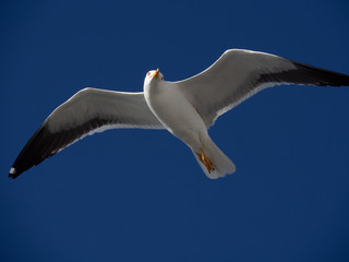 Isolated seagull soaring with blue sky background 