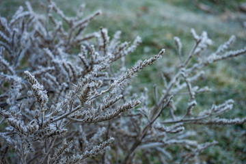 Leaves covered with first ice