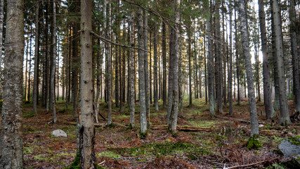  Natural forest of spruce and deciduous forest.