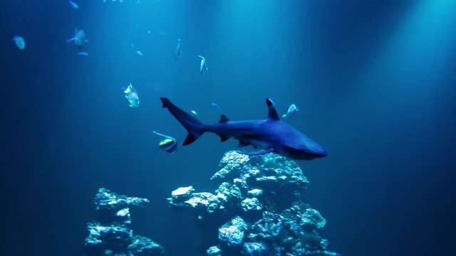 Shark Swimming Towards the Camera in a Deep Blue Light