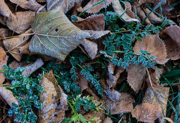 Leaves covered with first ice