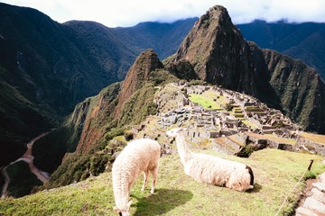 Machu Picchu llamas