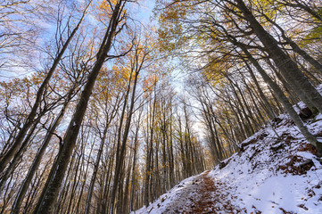 Winter's arrival in the Montseny natural park (Catalonia,Spain)