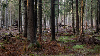 Obraz premium Natural forest of spruce and deciduous forest.