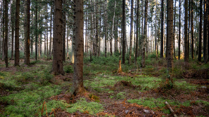  Natural forest of spruce and deciduous forest.