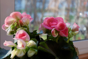 flowering begonia in  pot on background of window, flowers at home