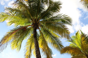 Plakat Palm Tree