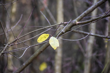 Image of yellow autumn leaves. Autumn background nature