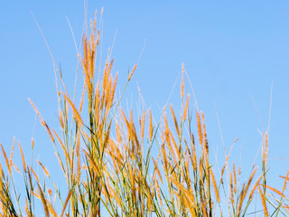 Poaceae grass flower, nature Landscape of winter meadow of Thailand.