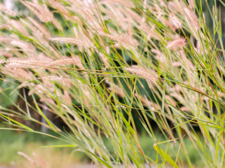 Poaceae grass flower, nature Landscape of winter meadow of Thailand.