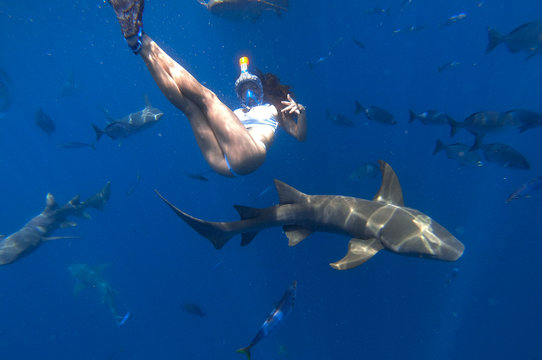 Sexy Woman Posing With A Shark