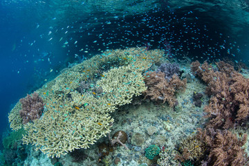 A healthy and colorful coral reef thrives amid the beautiful, tropical seascape in Raja Ampat, Indonesia. This remote region is known for its extraordinary marine biodiversity.